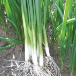 Cebula GREEN BANNER F1