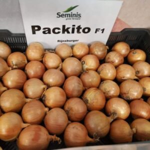 Cebula PACKITO F1