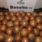 Cebula BOSSITO F1