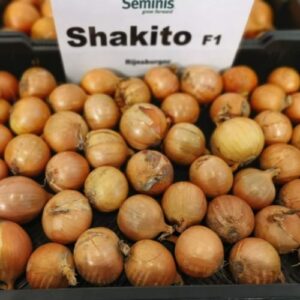 Cebula SHAKITO F1