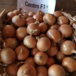Cebula biała CENTRO F1 