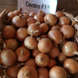 Cebula biała CENTRO F1 