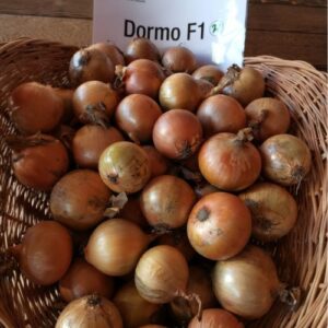 CEBULA DORMO F1