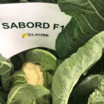 Kalafior Sabord F1 2500n
