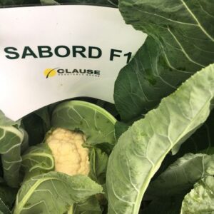 Kalafior Sabord F1 2500n